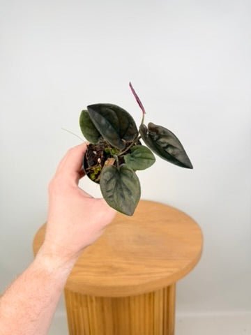 Syngonium Erythrophyllum | Uprooted