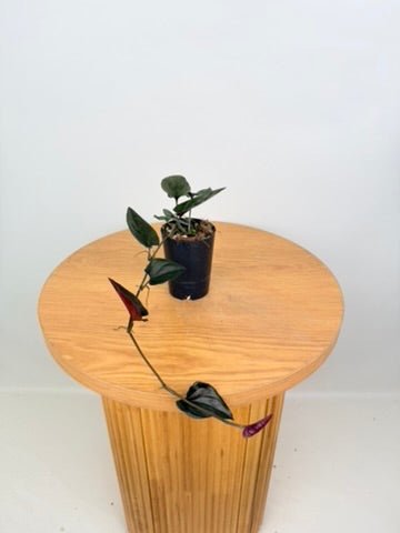 Syngonium Erythrophyllum | Uprooted