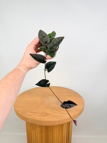 Syngonium Erythrophyllum | Uprooted