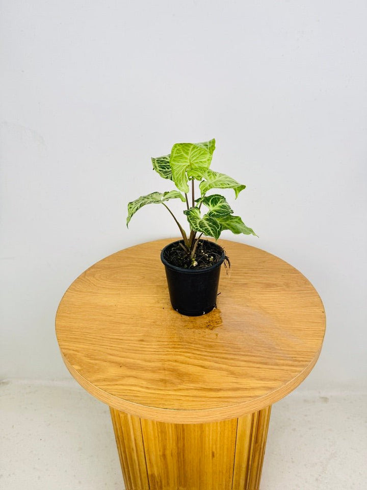 Syngonium Podophyllum - Batik | Uprooted