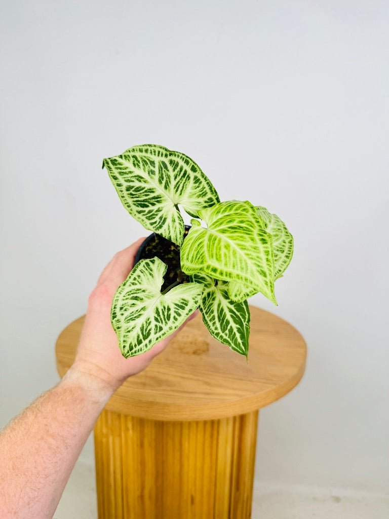 Syngonium Podophyllum - Batik | Uprooted
