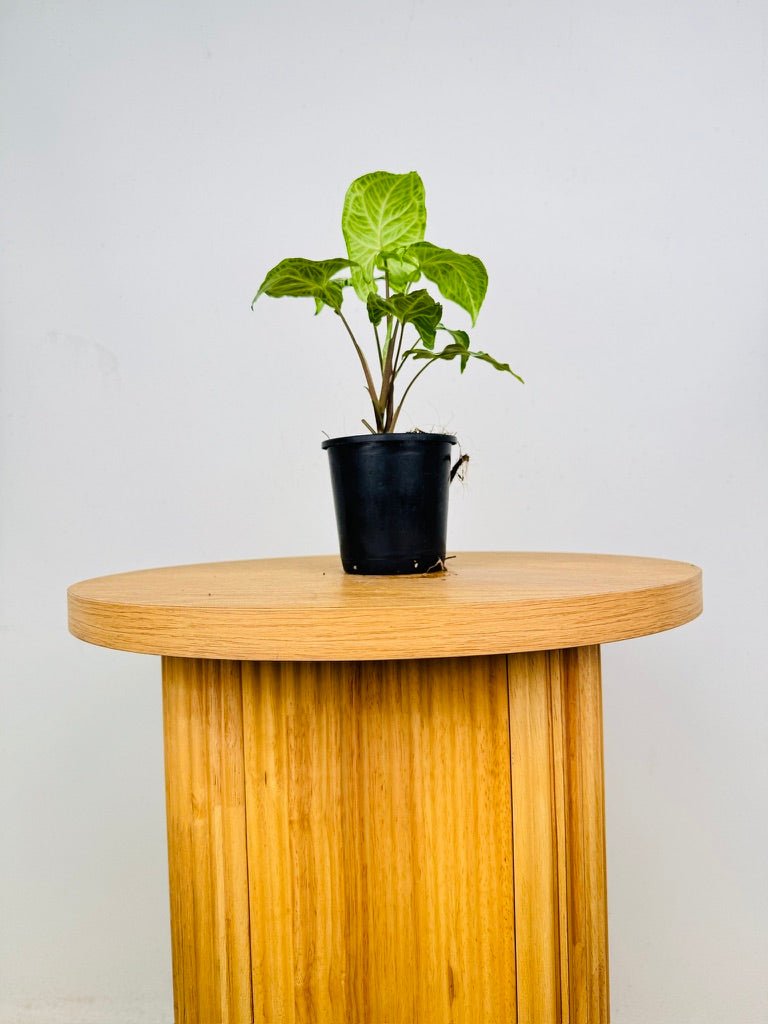 Syngonium Podophyllum - Batik | Uprooted