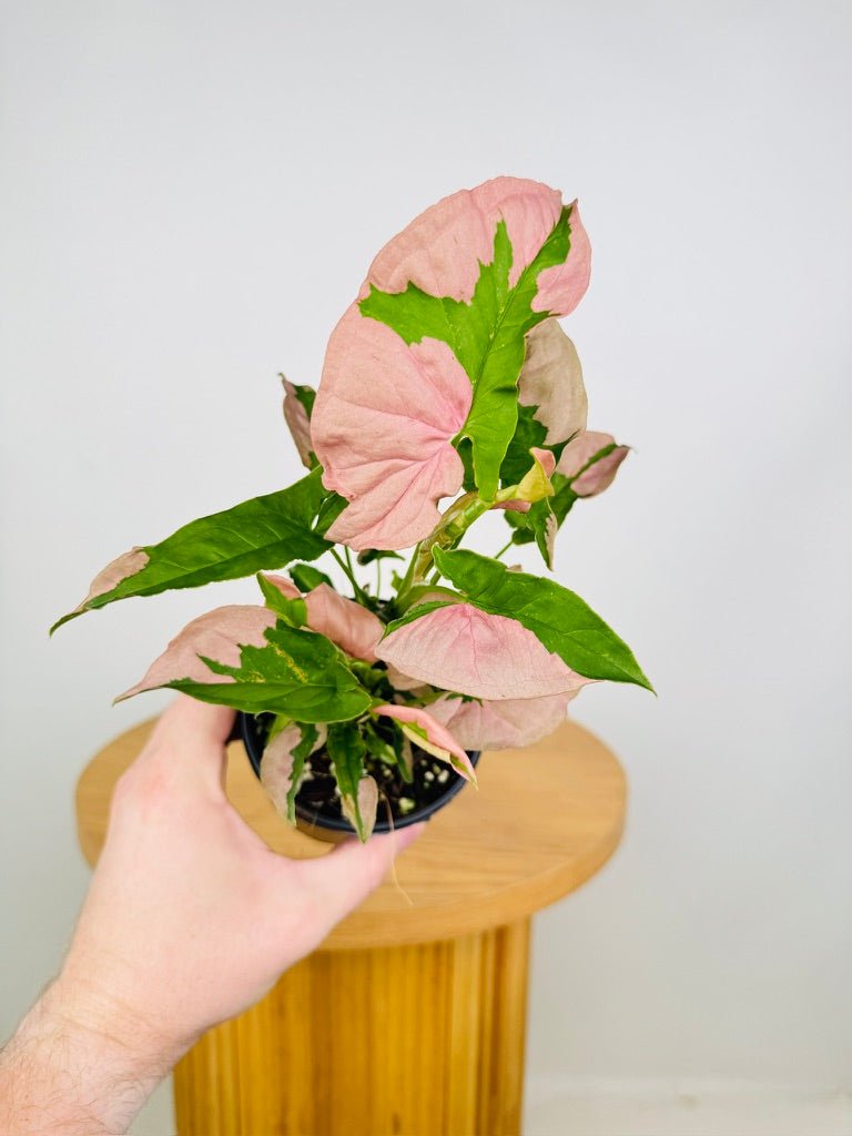 pink indoor plants australia Syngonium Podophyllum - Beauty | Uprooted