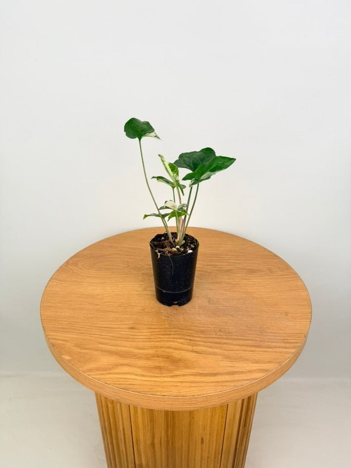 Syngonium Podophyllum - Fantasy | Uprooted