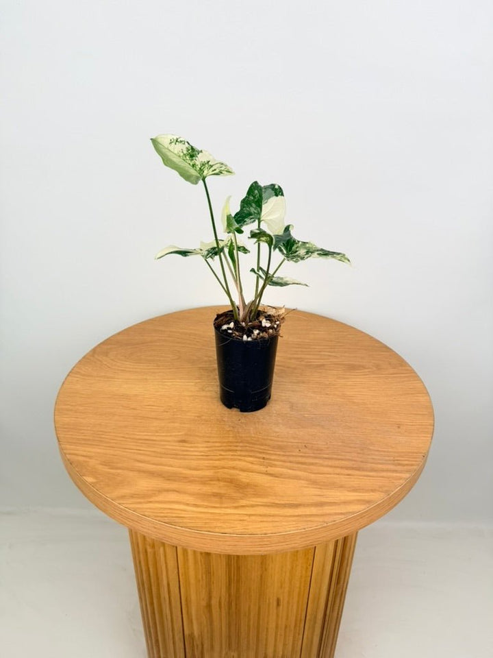 Syngonium Podophyllum - Fantasy | Uprooted