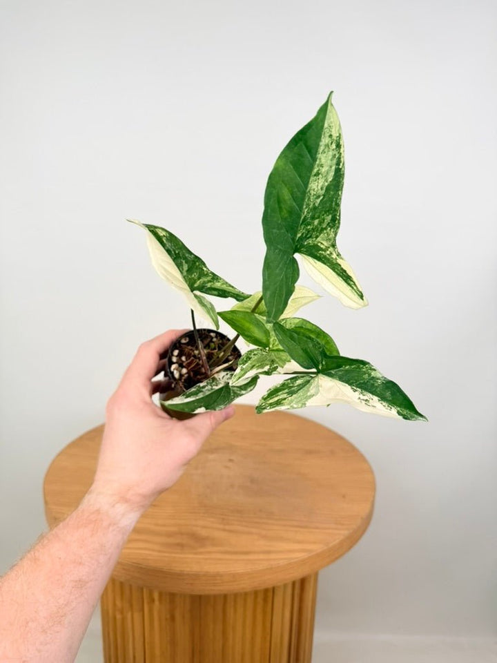 Syngonium Podophyllum - Fantasy | Uprooted