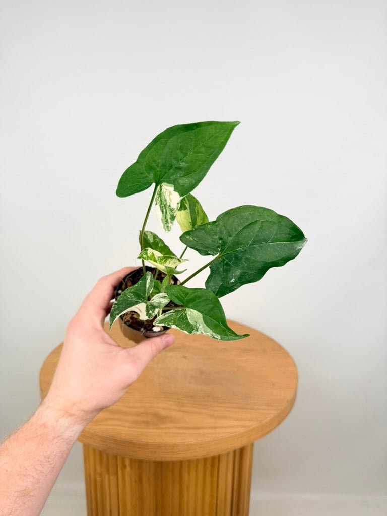 Syngonium Podophyllum - Fantasy | Uprooted