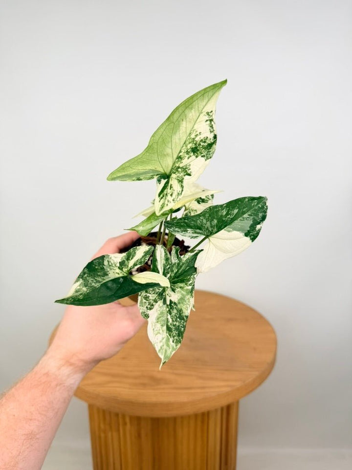Syngonium Podophyllum - Fantasy | Uprooted