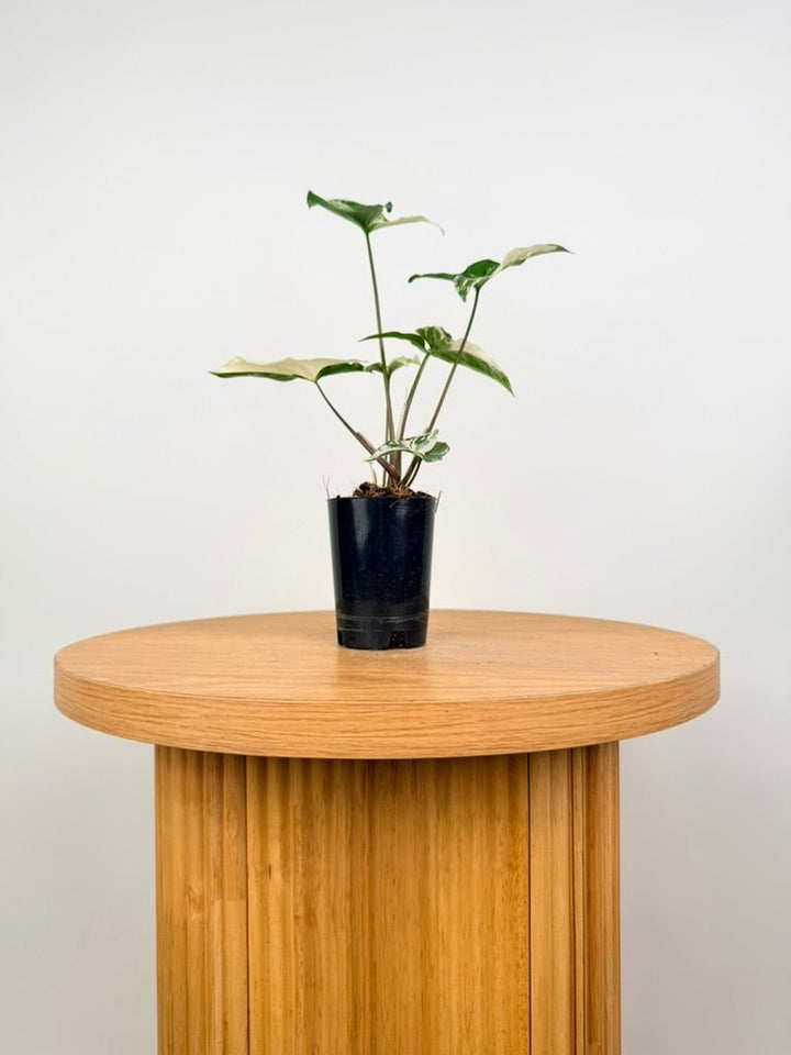 Syngonium Podophyllum - Fantasy | Uprooted