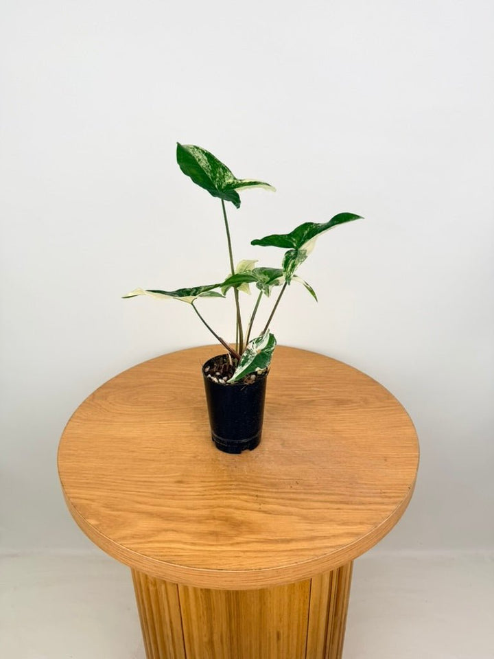 Syngonium Podophyllum - Fantasy | Uprooted