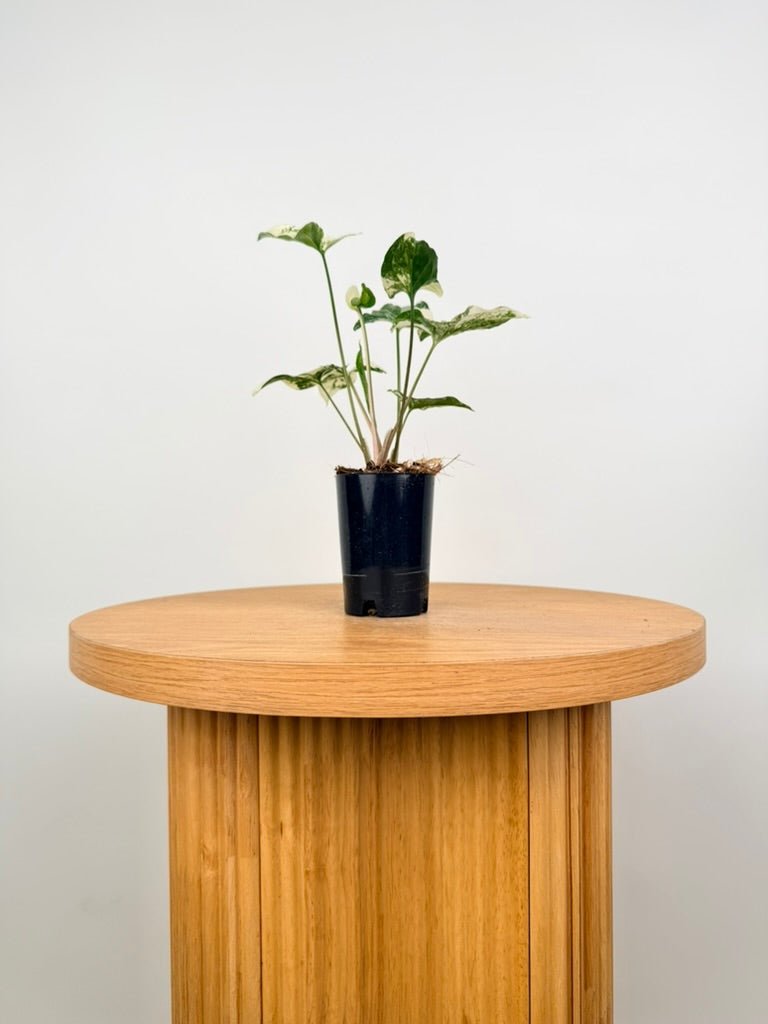 Syngonium Podophyllum - Fantasy | Uprooted