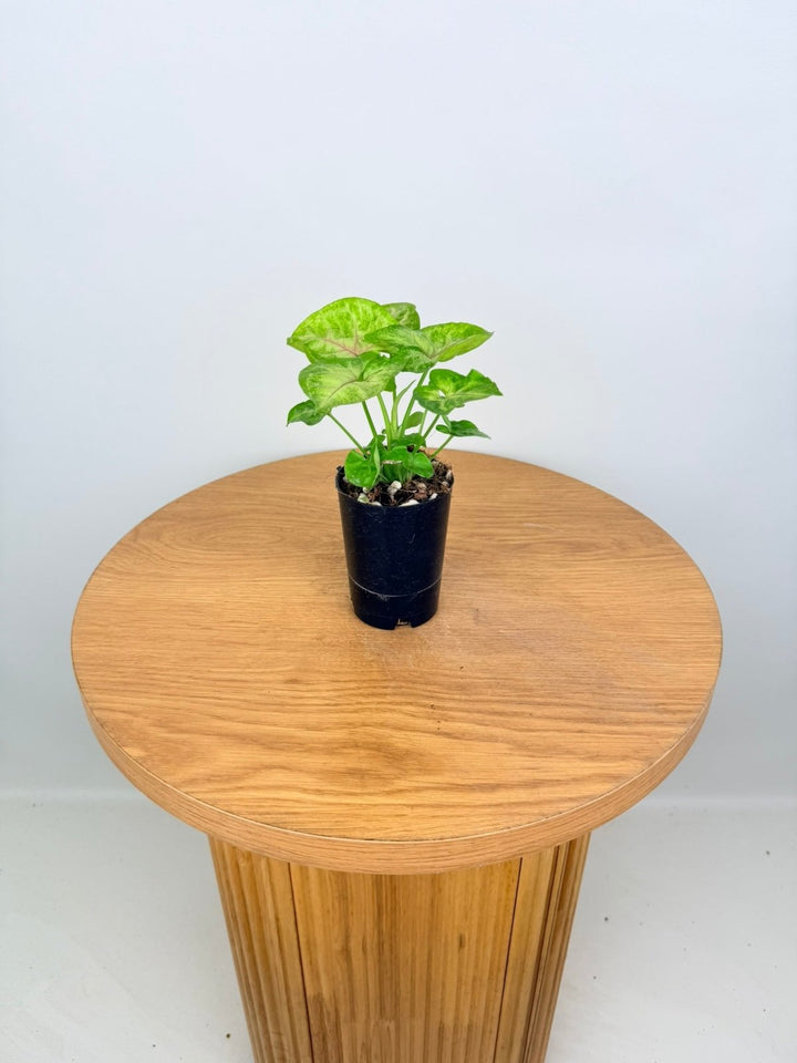 Syngonium Podophyllum - Mango Allusion | Uprooted