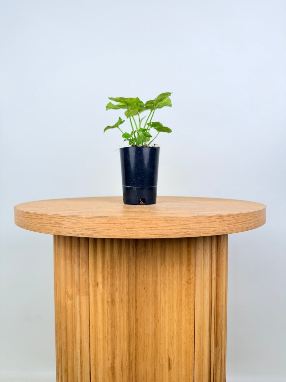 Syngonium Podophyllum - Mango Allusion | Uprooted