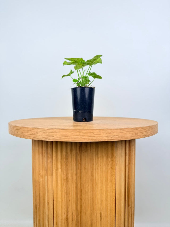 Syngonium Podophyllum - Mango Allusion | Uprooted