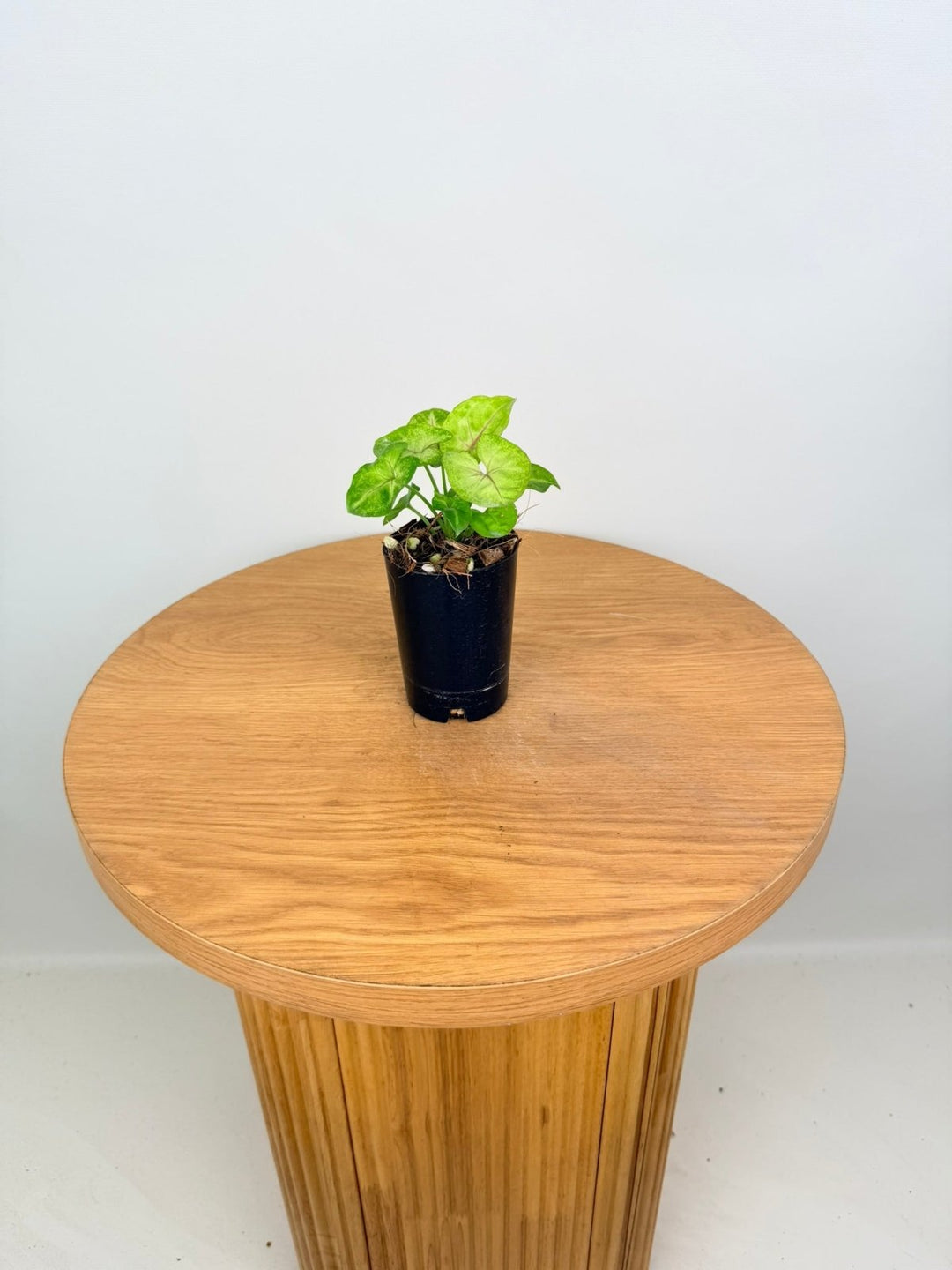 Syngonium Podophyllum - Mango Allusion | Uprooted