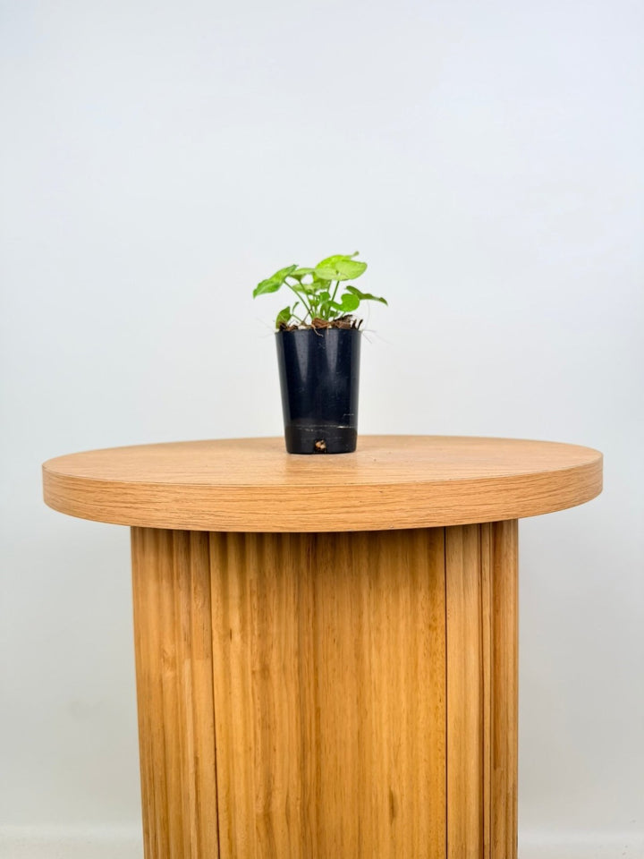 Syngonium Podophyllum - Mango Allusion | Uprooted