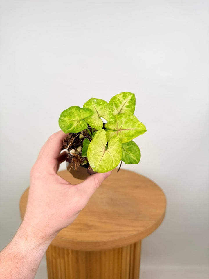 Syngonium Podophyllum - Mango Allusion | Uprooted