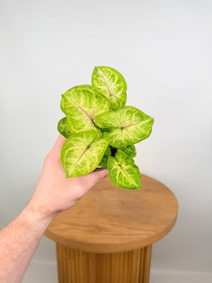 Syngonium Podophyllum - Mango Allusion | Uprooted