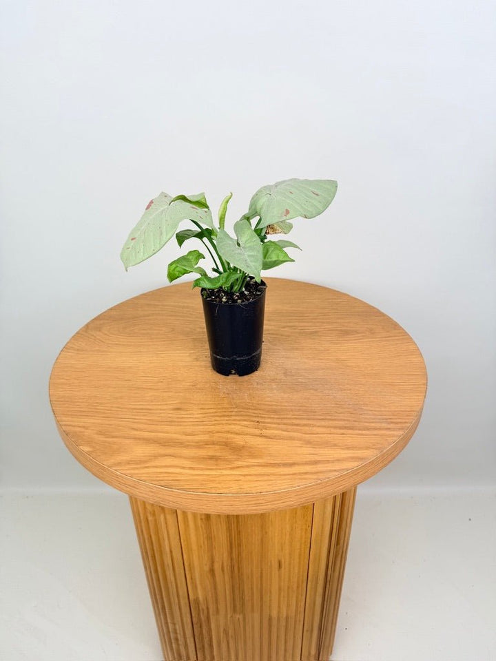 Syngonium Podophyllum - Milk Confetti | Uprooted