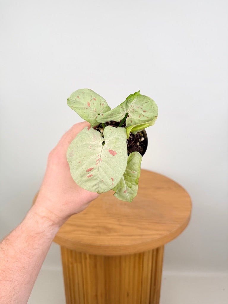 Syngonium Podophyllum - Milk Confetti | Uprooted