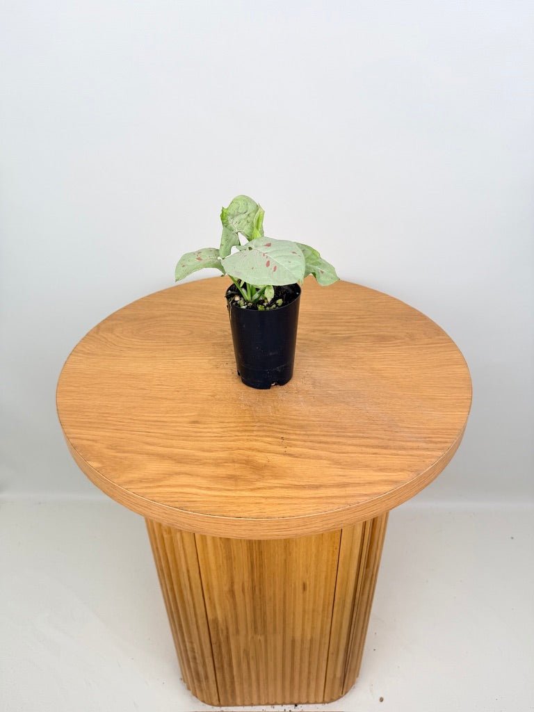 Syngonium Podophyllum - Milk Confetti | Uprooted