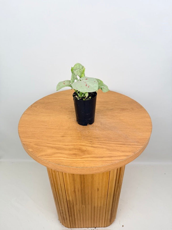 Syngonium Podophyllum - Milk Confetti | Uprooted