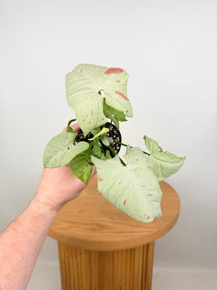 Syngonium Podophyllum - Milk Confetti | Uprooted