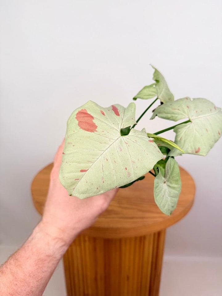 Syngonium Podophyllum - Milk Confetti | Uprooted