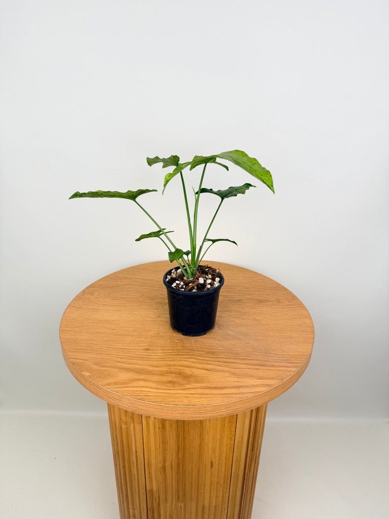 Syngonium Podophyllum - Mojito | Uprooted