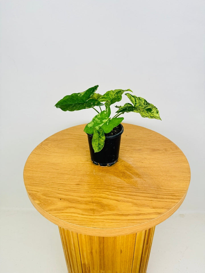 Syngonium Podophyllum - Mojito | Uprooted