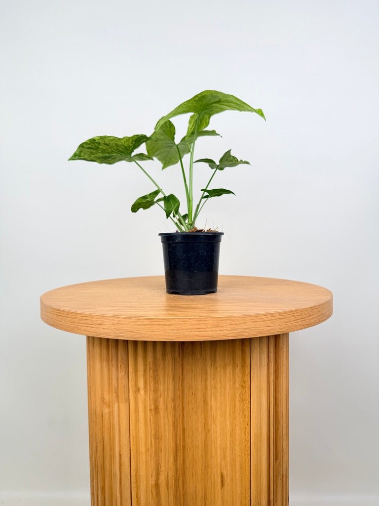 Syngonium Podophyllum - Mojito | Uprooted