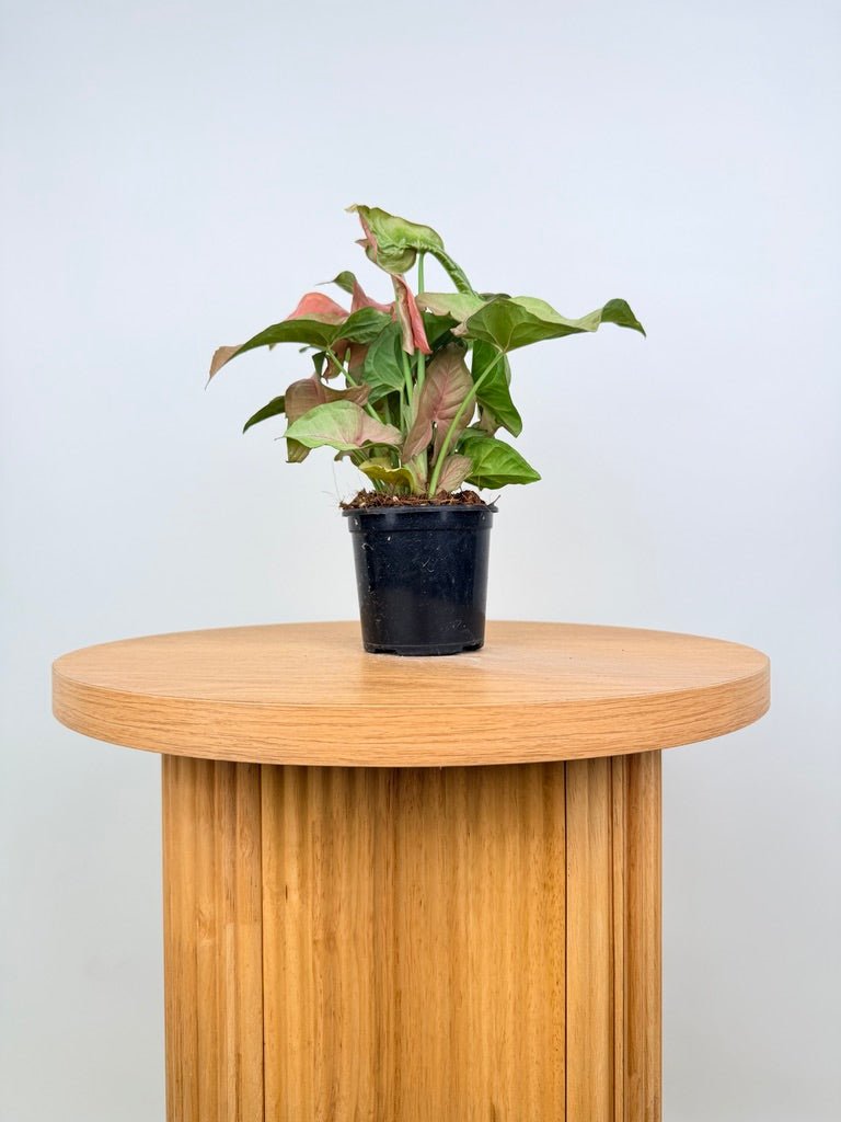 Syngonium Podophyllum - Neon | Uprooted