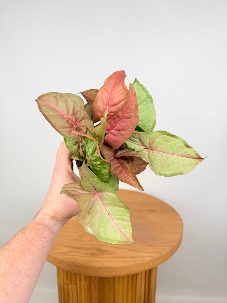 Syngonium Podophyllum - Neon | Uprooted