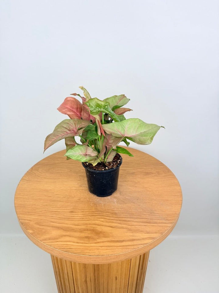 Syngonium Podophyllum - Neon | Uprooted