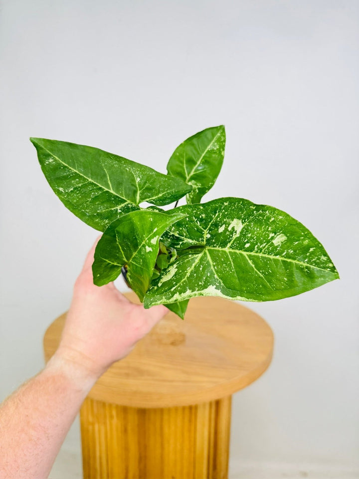 Syngonium Podophyllum - Panda | Uprooted