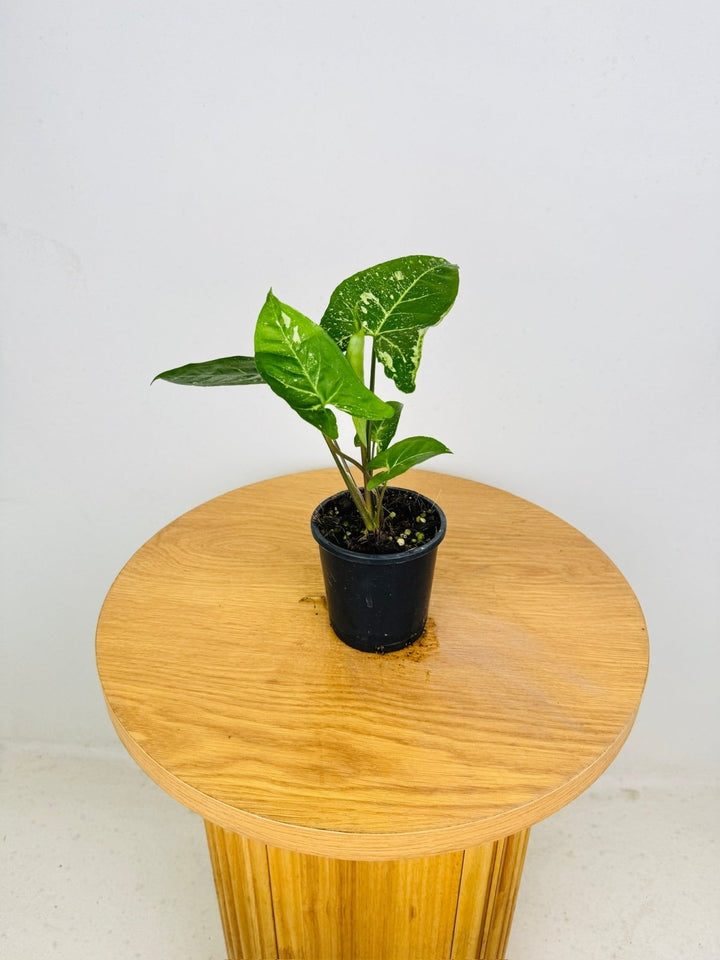 Syngonium Podophyllum - Panda | Uprooted