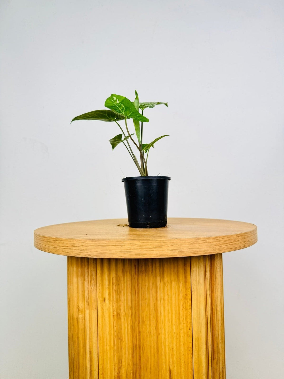Syngonium Podophyllum - Panda | Uprooted