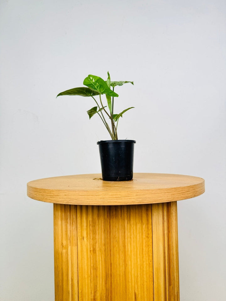 Syngonium Podophyllum - Panda | Uprooted