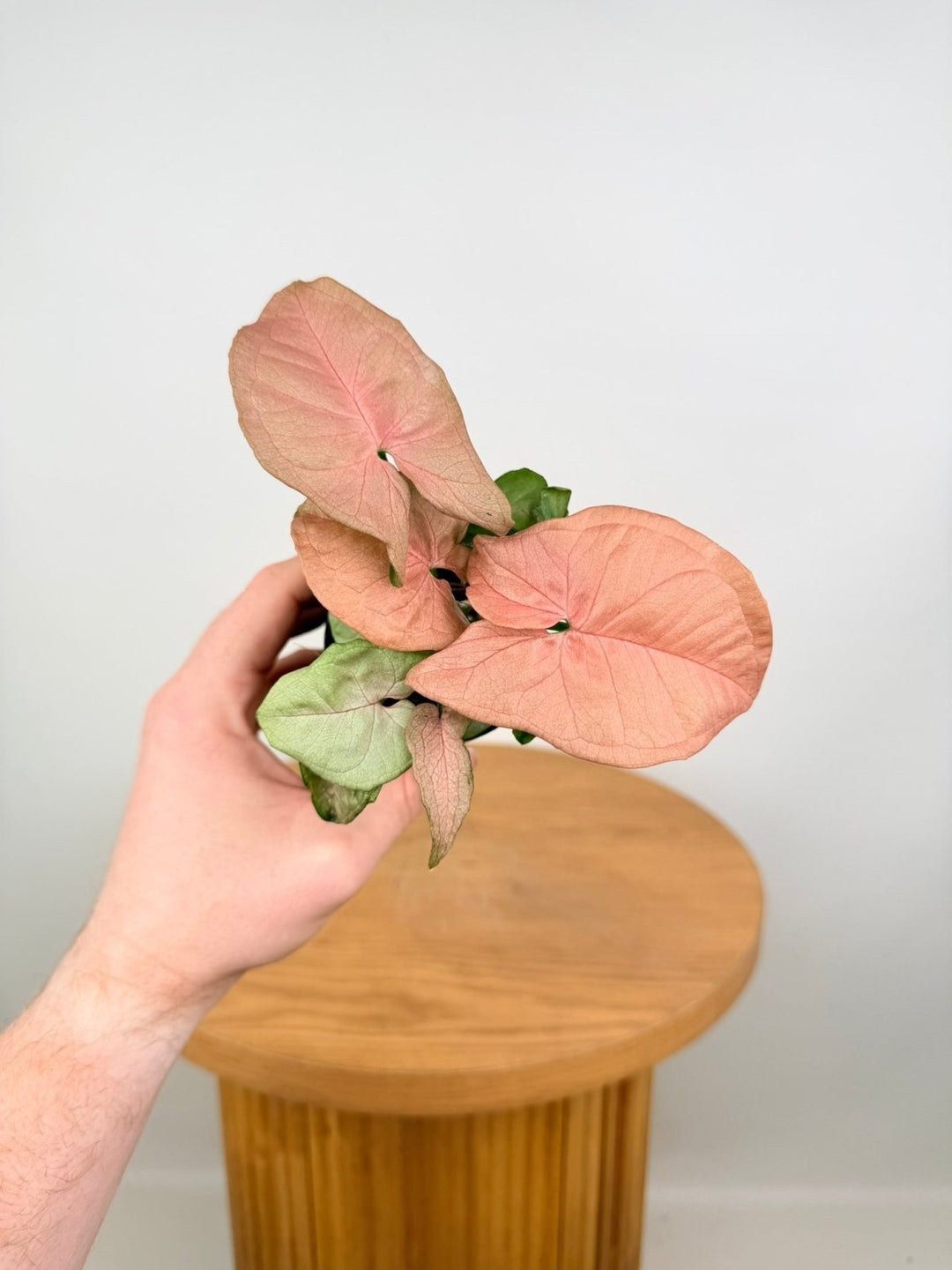 Syngonium Podophyllum - Red Heart | Uprooted