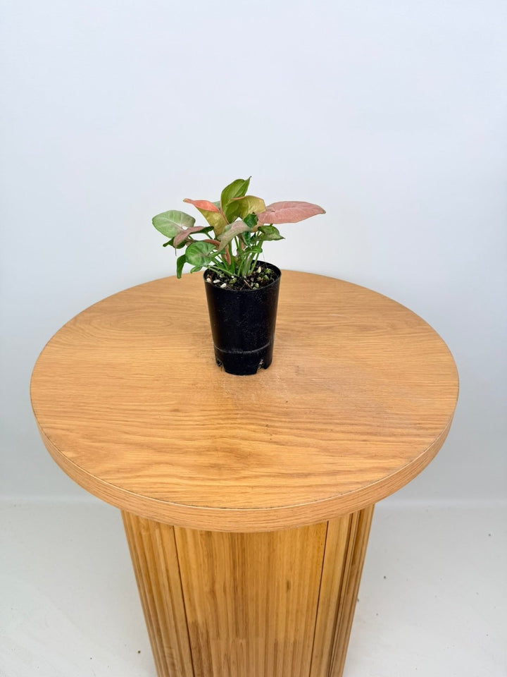 Syngonium Podophyllum - Red Heart | Uprooted