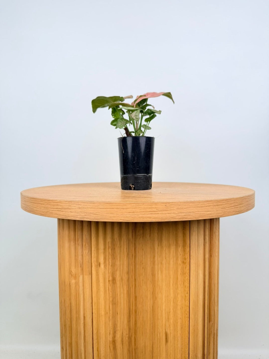 Syngonium Podophyllum - Red Heart | Uprooted