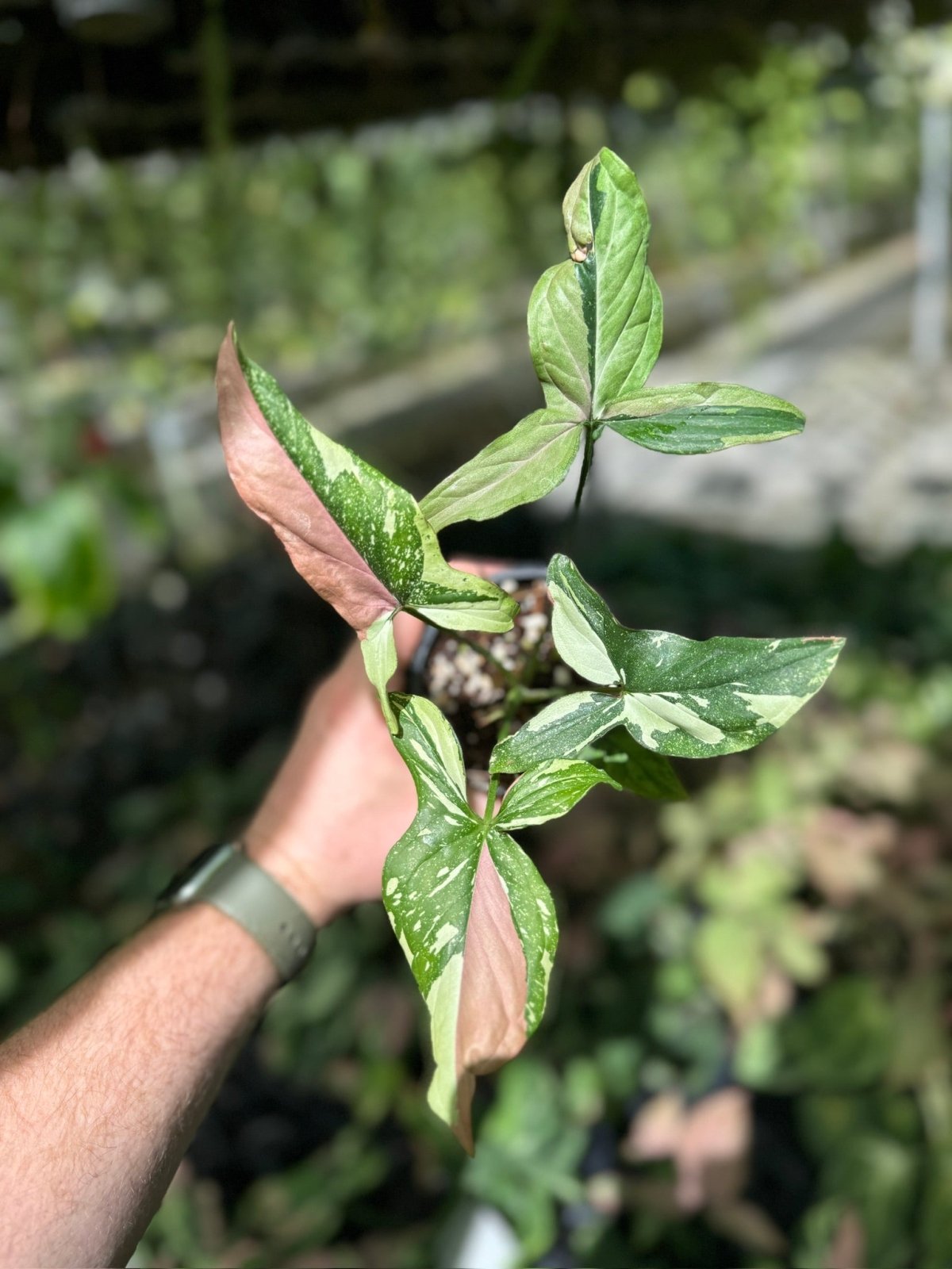 16+ Syngonium Podophyllum Care Syngonium Podophyllum - Red Spot Tricolour | Uprooted | Buy Plants