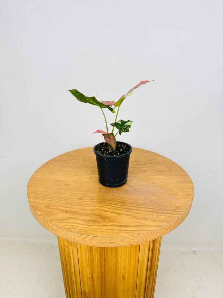Syngonium Podophyllum - Red Spot Tricolour | Uprooted