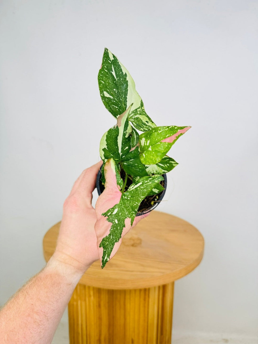 Syngonium Podophyllum - Red Spot Tricolour | Uprooted