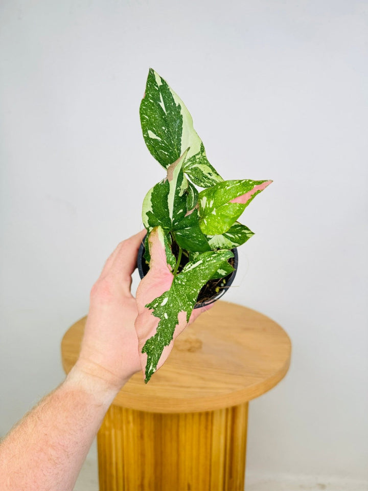 Syngonium Podophyllum - Red Spot Tricolour | Uprooted