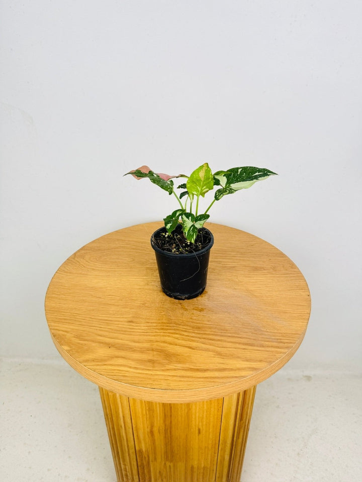Syngonium Podophyllum - Red Spot Tricolour | Uprooted