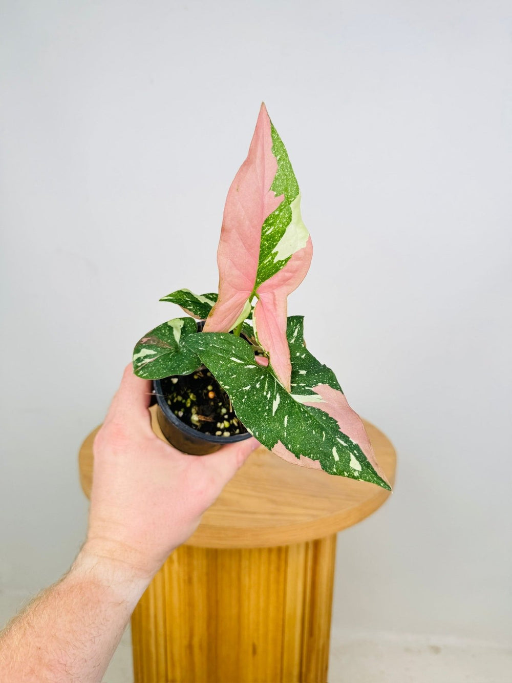 Syngonium Podophyllum - Red Spot Tricolour | Uprooted