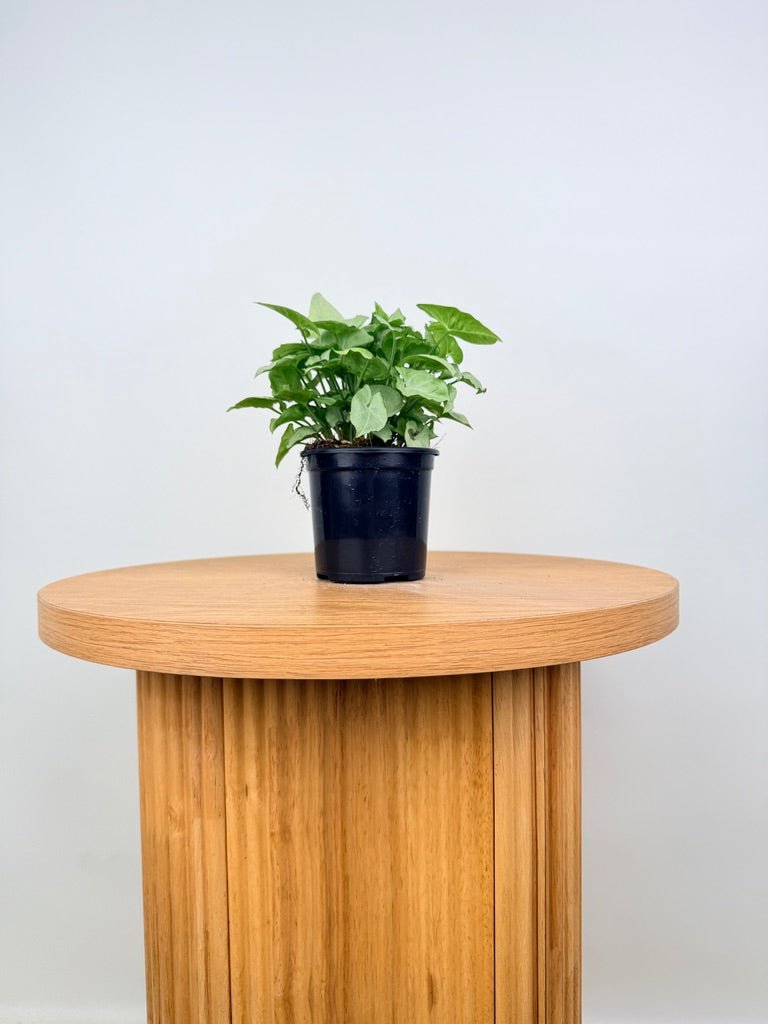 Syngonium Podophyllum - Silver Pearl | Uprooted