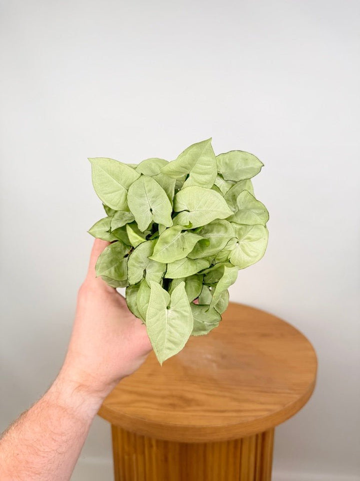 Syngonium Podophyllum - Silver Pearl | Uprooted