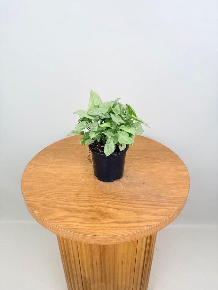 Syngonium Podophyllum - Silver Pearl | Uprooted